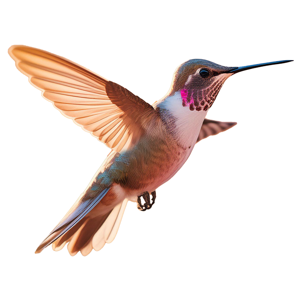 Imagem do peixe Beija-Flor